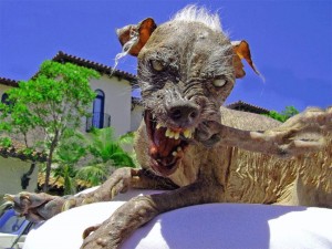 ugly_dog