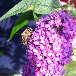 Profile of bee on flower. Note the strong jawline. Cell-phone camera seems to have at least some idea with regard to macro mode.