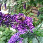 Different bee on different flower. Hard to see the jawline, but wingspan is quite impressive.