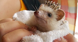hedgehog_after_a_bath