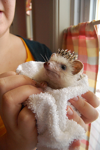 hedgehog_after_a_bath