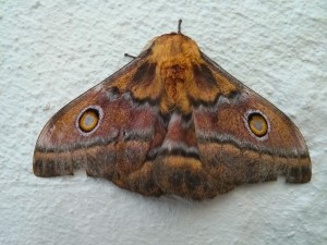 Pretty butterfly in Betty's Bay