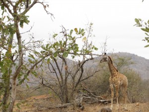 knp_baby_giraffe_2015.jpg