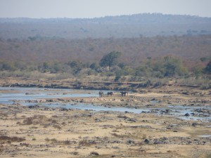 knp_elephant_scene_2015.jpg