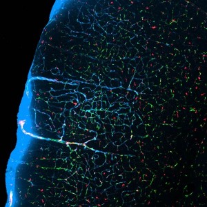 sciencemag_brainwash.jpg
