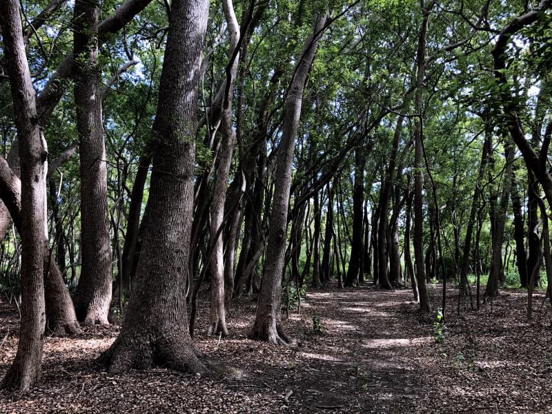 Figure 1: A little forest on Vergelegen farm, close to where we had just enjoyed an absolutely fabulous Sunday lunch, with wine.