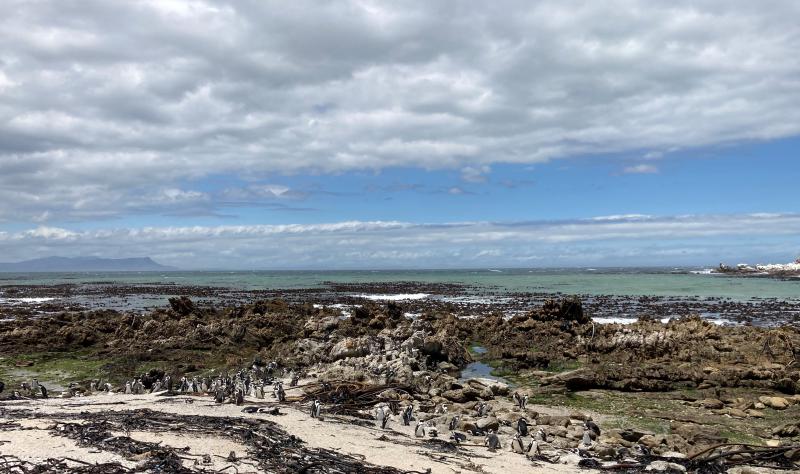 Figure 1: So many penguins at Stone Point in Betty’s Bay.