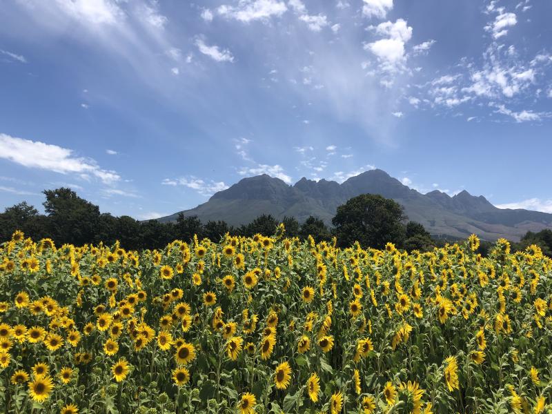 Figure 1: Photo taken by GOU #1 at Vergelegen Wine Estate during a solidly Thing-level (see WHV #237) Sunday lunch with my inner inner circle.