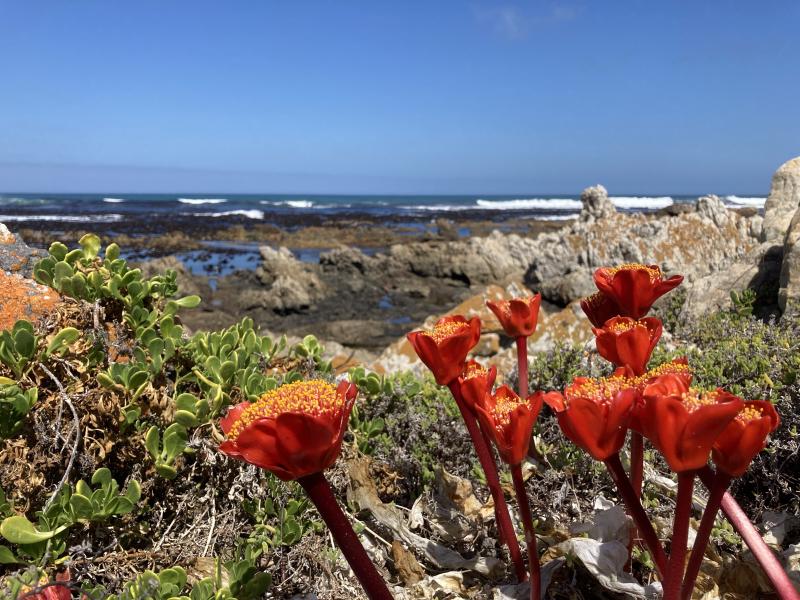 Figure 1: Blood flowers in Betty&rsquo;s Bay. See text for (much) more details.
