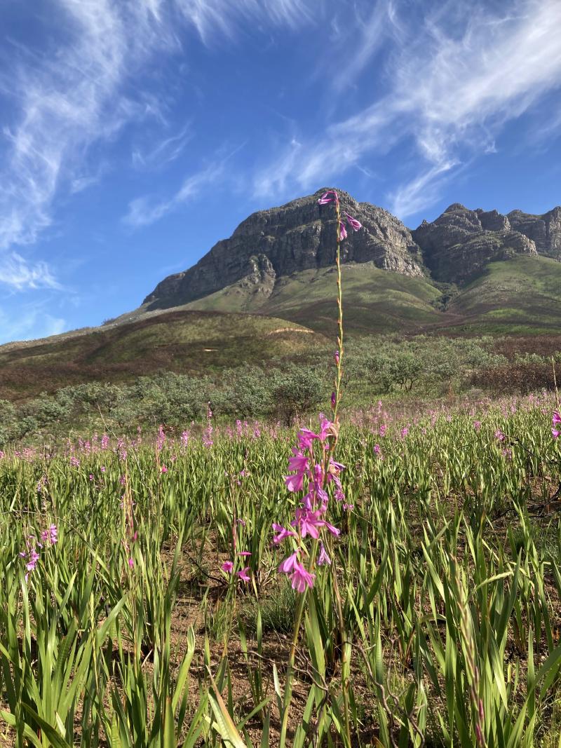 Figure 1: Watsonia posing in front of mountain. Photo by partner.