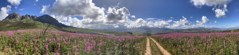 Figure 1: Photo of many Watsonias (up from last week!), taken by partner on a hike.