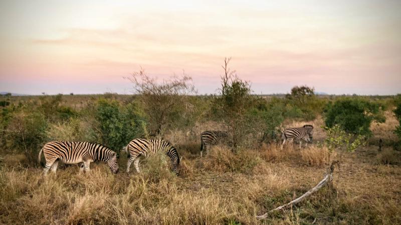 Figure 1: A dazzle of zebras