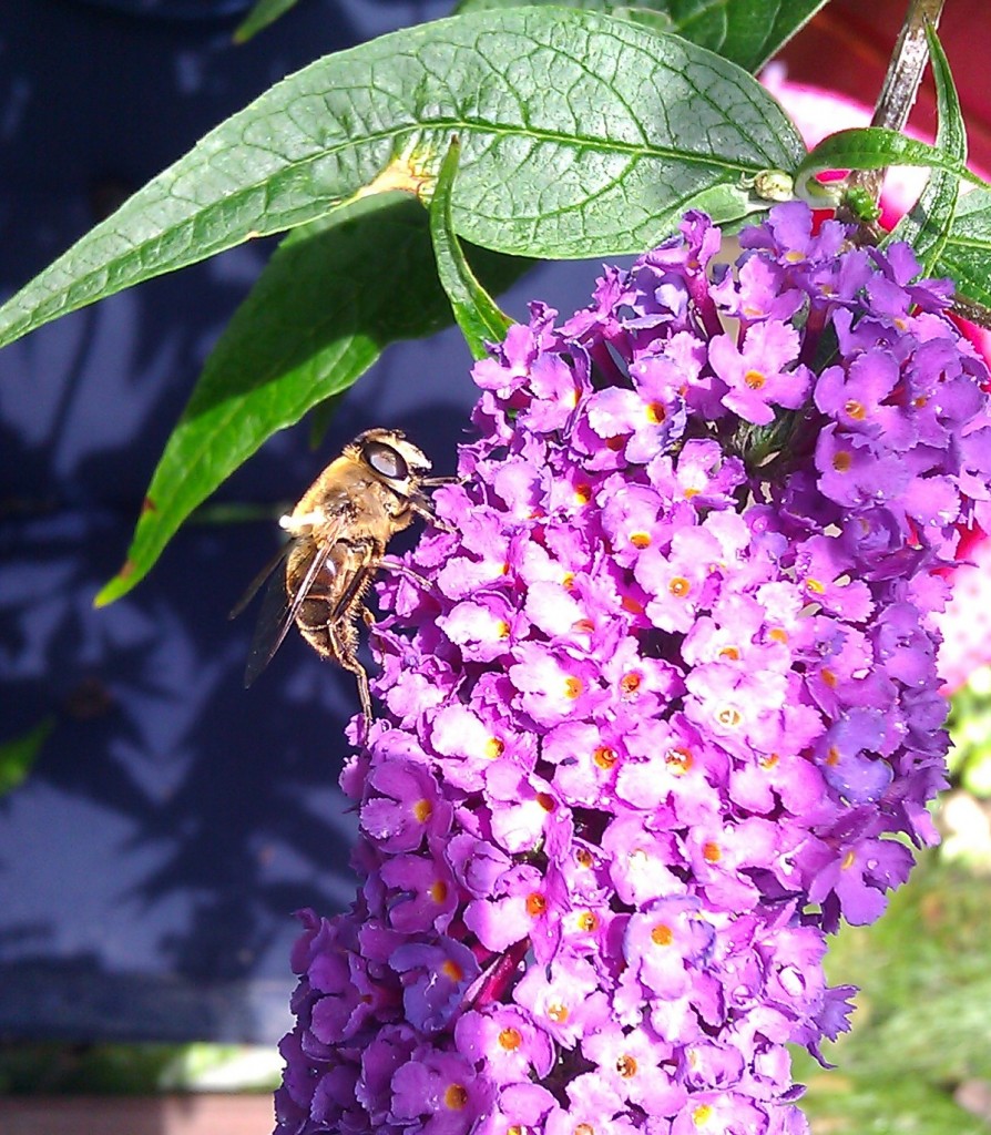 Profile of bee on flower. Note the strong jawline. Cell-phone camera seems to have at least some idea with regard to macro mode.