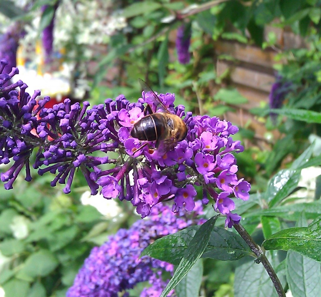 Different bee on different flower. Hard to see the jawline, but wingspan is quite impressive.