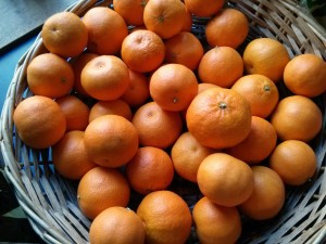 Naartjes, aka mandarins, home-grown!