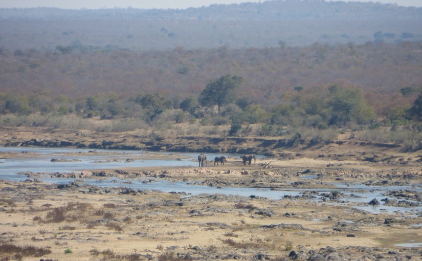 elephant scene in the KNP