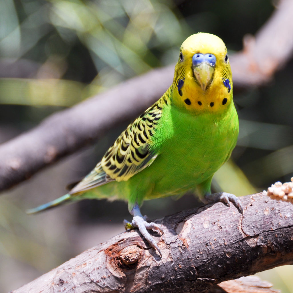 A pretty budgie which will probably distract you from the contents of this post. FOCUS!