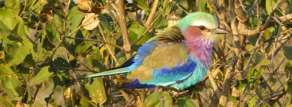The Lilac-Breasted Roller. I met this enchanting and almost surrealistically pretty creature for the first time two weeks ago.