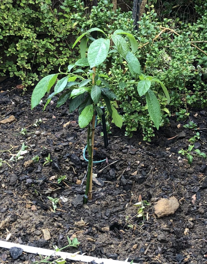 The baby avocado tree, right after we transferred it to its new home, in a little nest of fine compost and bone meal.