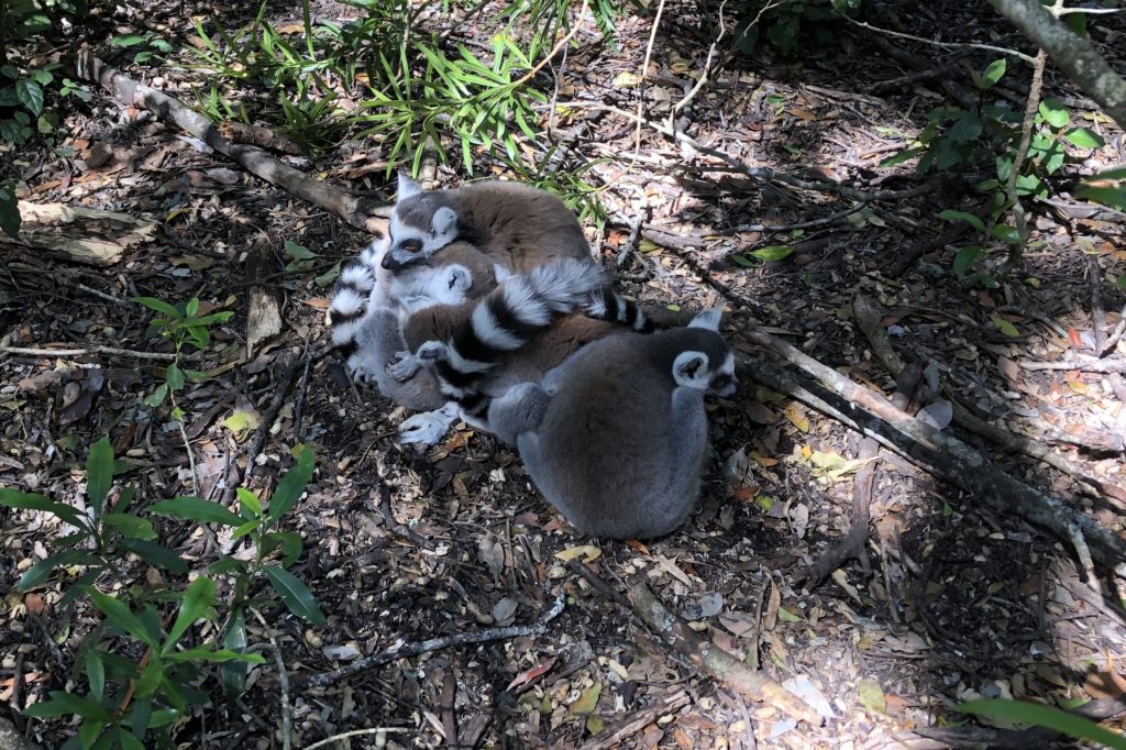 At the Monkeyland Primate Sanctuary in Plettenberg Bay, I learned that lemurs huddle together in these aptly called “lemur balls” to share body heat. When it’s cold enough, they even take turns to be in the middle.